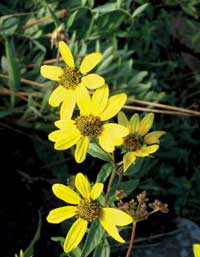 Photo of yellow daisy like flowers